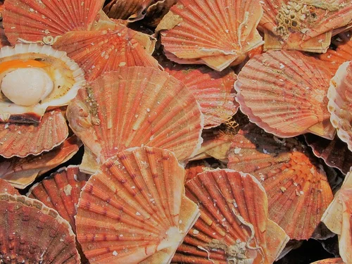 Cassolette de Saint Jacques aux champignons