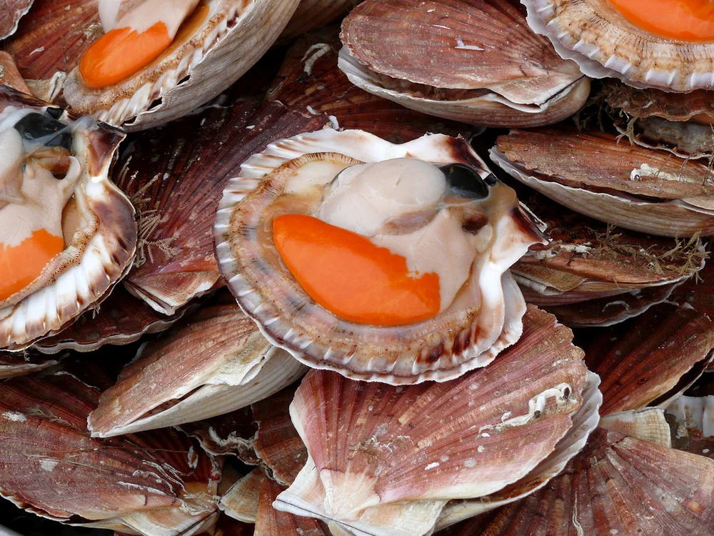 Cassolette de Saint Jacques aux poireaux